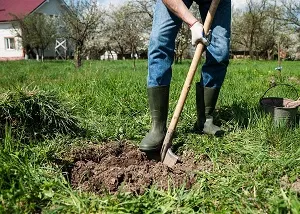 Написать отзыв о сорте Баяна