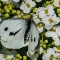 Капустница, или белянка капустная (Pieris brassicae)