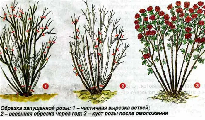 схема обрезки плетистых роз