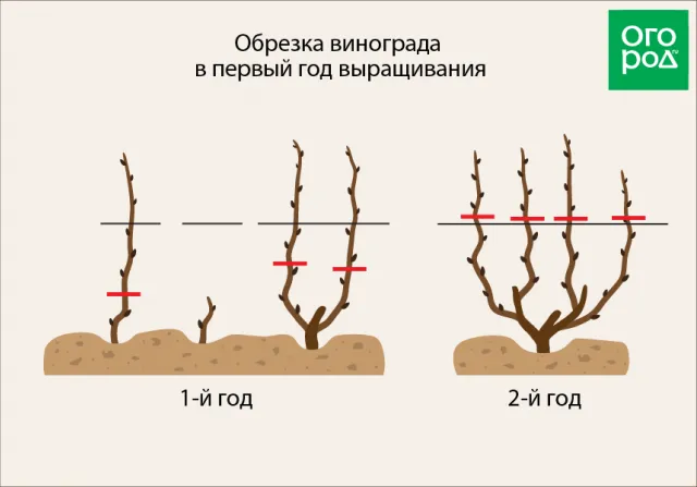 Обрезка винограда в первый год