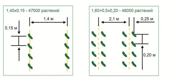 Огурцы Машенька F1 следует выращивать, соблюдая плотность посадки растений из расчета трёх растений на квадратный метр