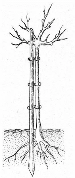 Правильная подвязка штамбовых роз