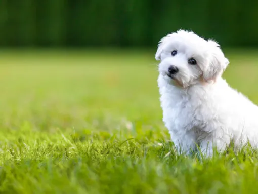 white fluffy dog sitting on the grass