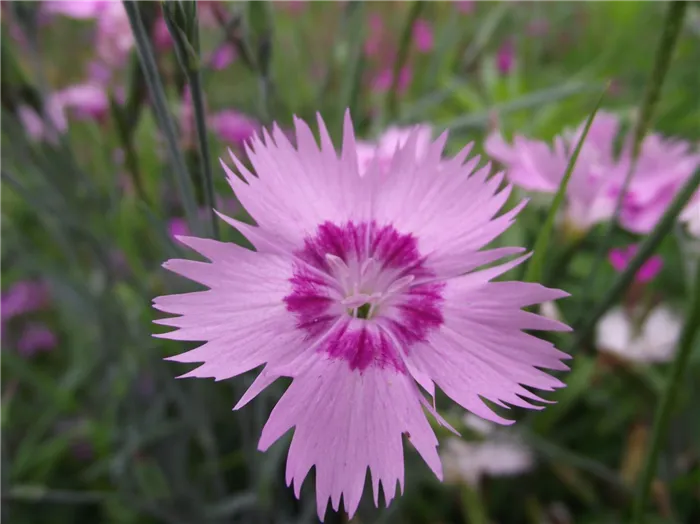 Гвоздика перистая Спринг Бьюти (Spring Beauty)