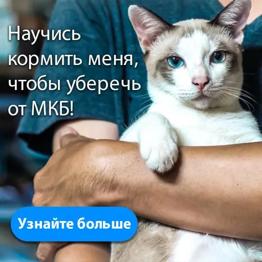 Что едят таксы в домашних условиях 4