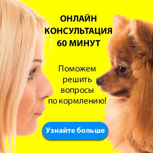 Что едят таксы в домашних условиях 3