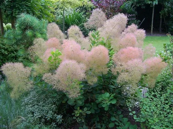 Скумпия кожевенная 'Young Lady'. Фото с сайта greengarden31.ru