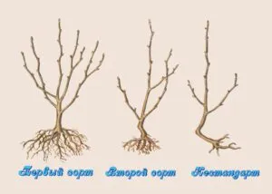 Как правильно посадить вишню: советы и необходимые условия 3