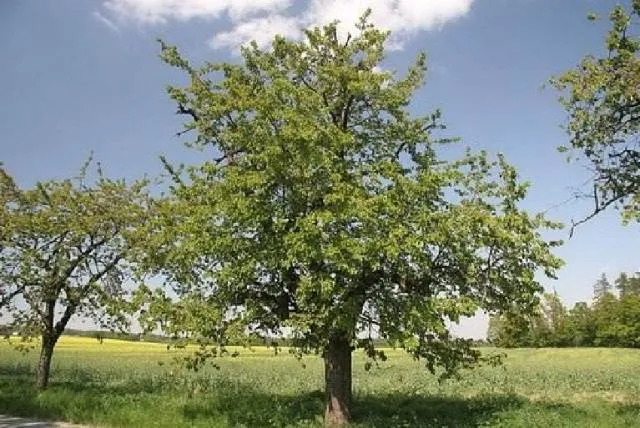 Черешня Гронковая на дереве