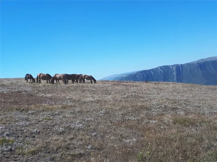 Дикие лошади в горах Крыма